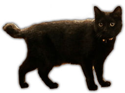 猫イメージ